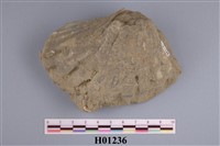 藏品(海扇化石)的圖片